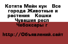 Котята Мейн кун - Все города Животные и растения » Кошки   . Чувашия респ.,Чебоксары г.